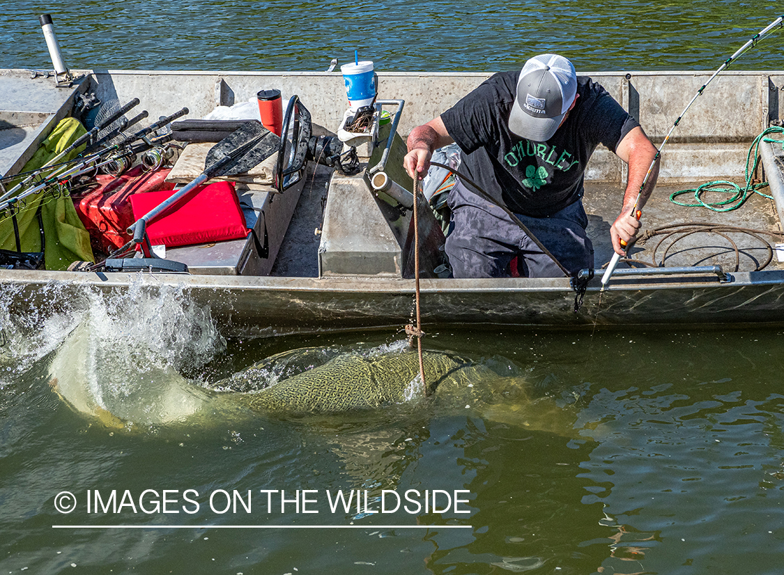 Fighting Alligator gar.