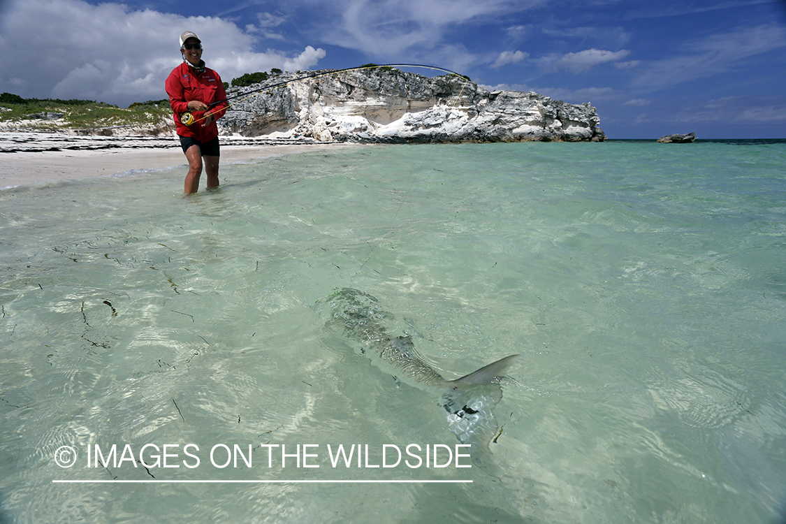 Saltwater flyfishing woman landing barracuda.