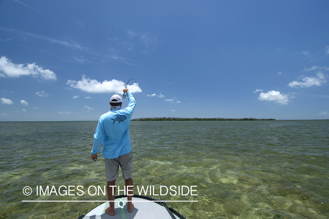 Flyfisherman fighting bonefish.