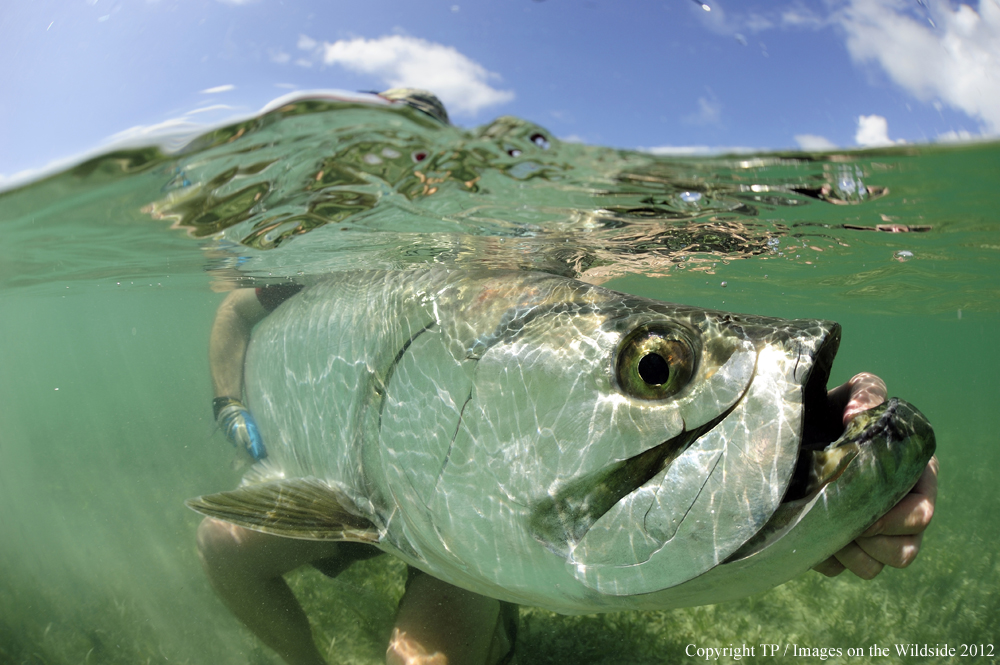 Flyfisherman with Tarpon. 