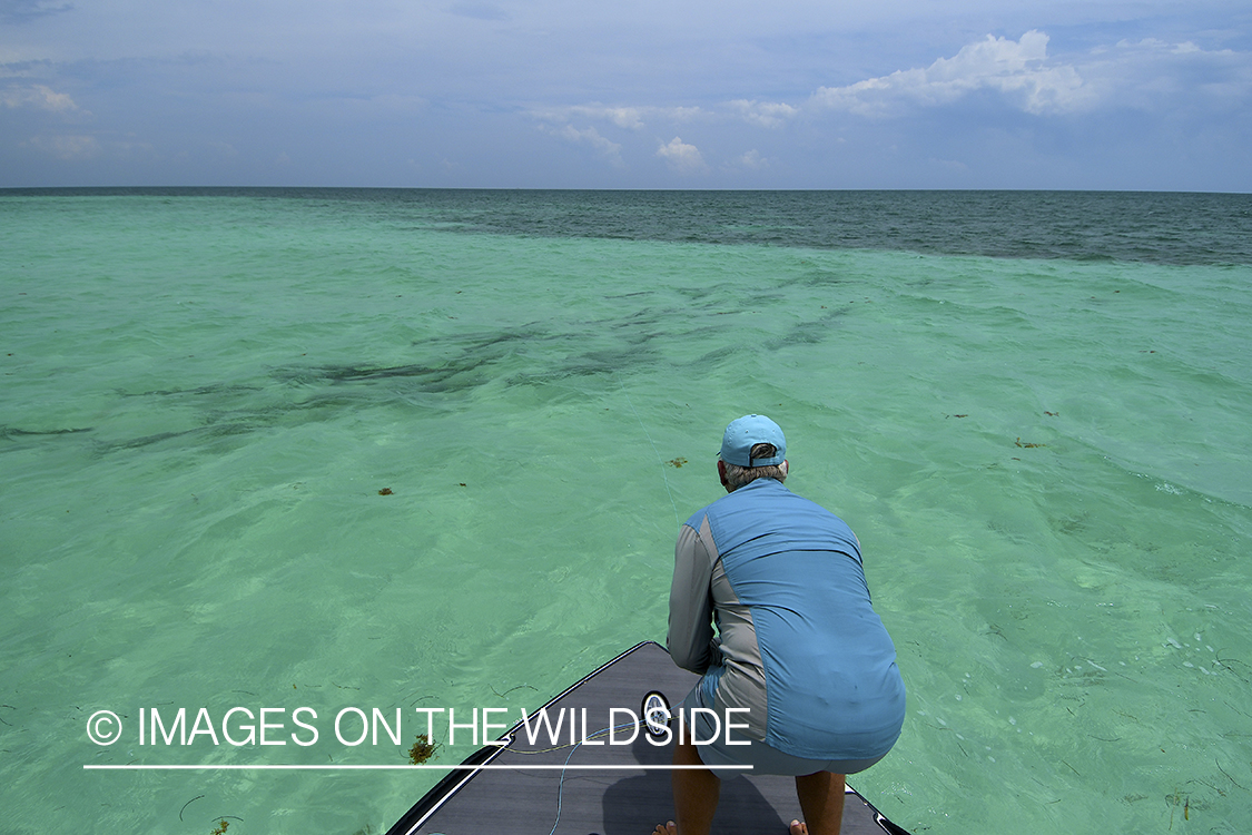 Flyfisherman landing tarpon on flats of Florida Keys.