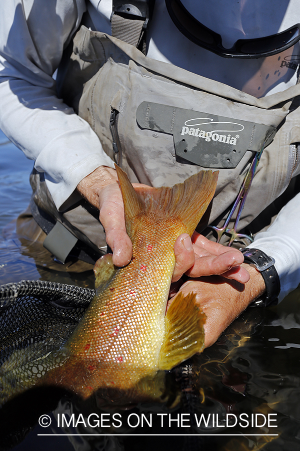 Flyfisherman with brown trout in net.