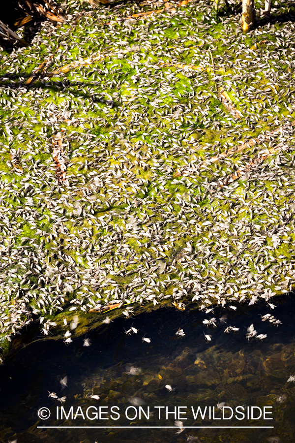 Caddis fly hatch.