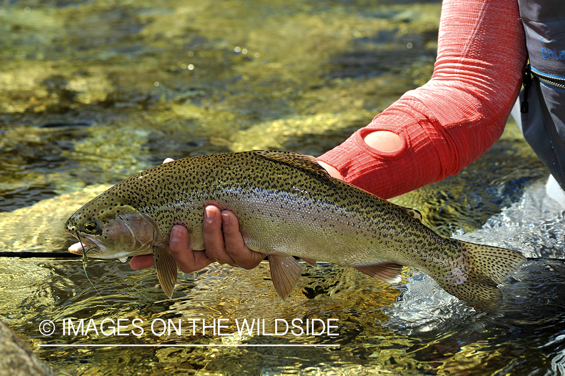 Rainbow trout.