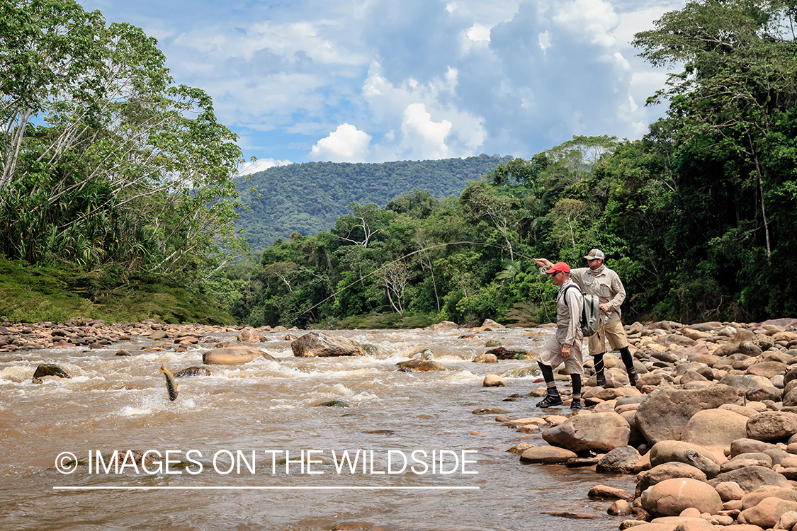 Flyfishing for Golden Dorado in Bolivia.