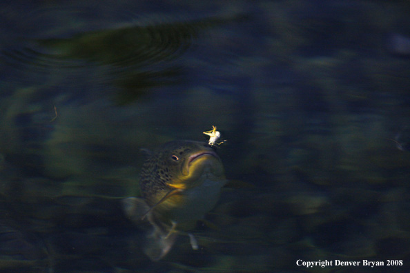 Brown Trout underwater