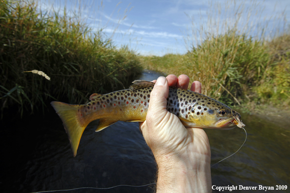 Brown trout species