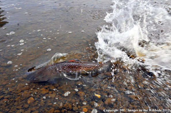 Released brown trout. 