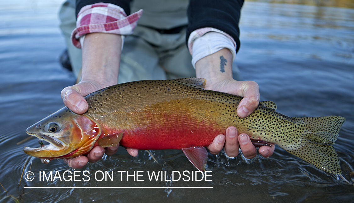 Cutthroat Trout. 