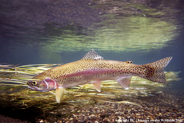 Rainbow trout, Bechler Meadows, Yellowstone National Park. 