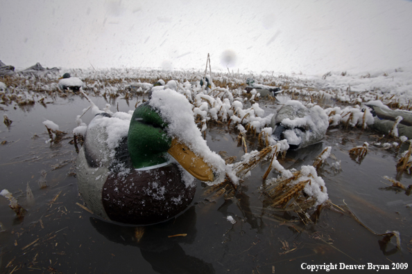 Mallard duck decoy.