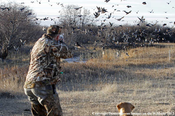 Duck hunter taking aim at flock of mallards.