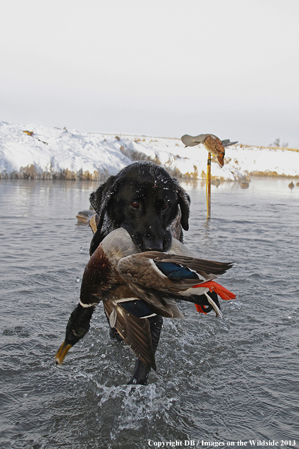 Black lab retrieving waterfowl.