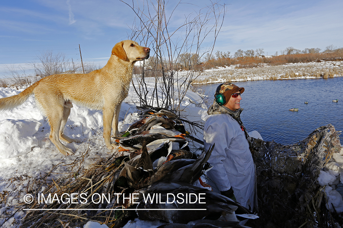 Waterfowl hunter in blind with bagged mallards.
