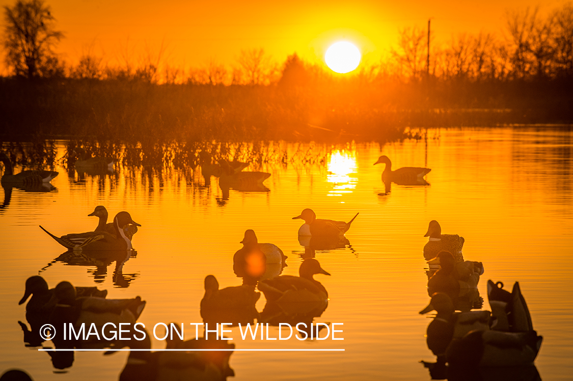 Decoys with waterfowl.