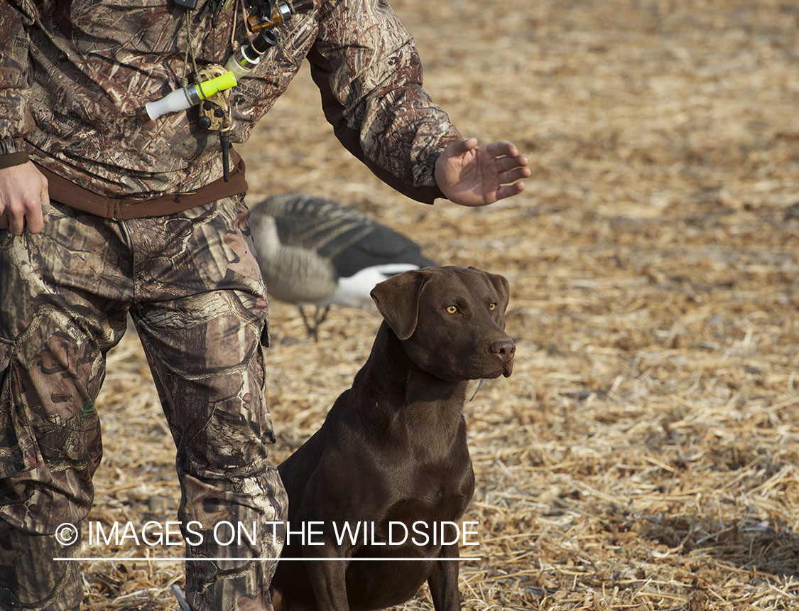 Waterfowl hunter with chocolate labrador retriever in field.