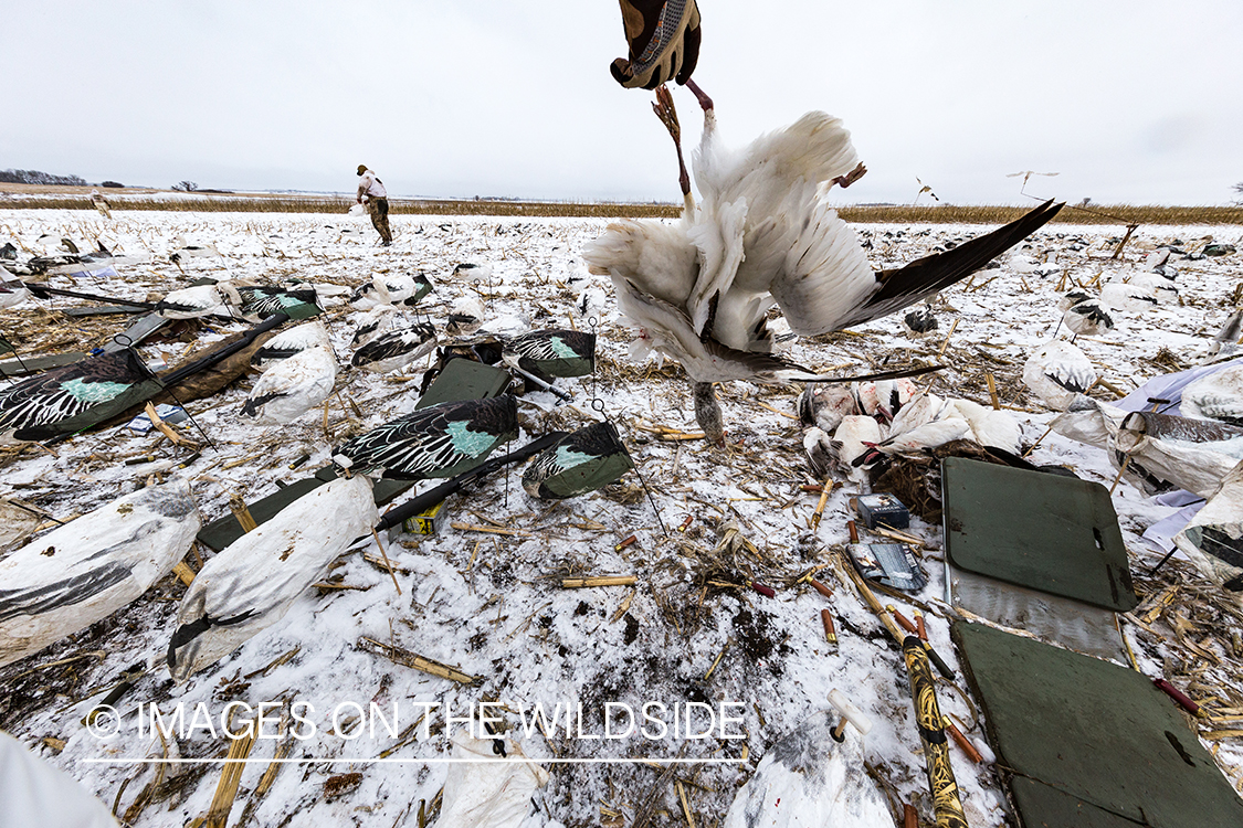 Hunter with bagged goose.