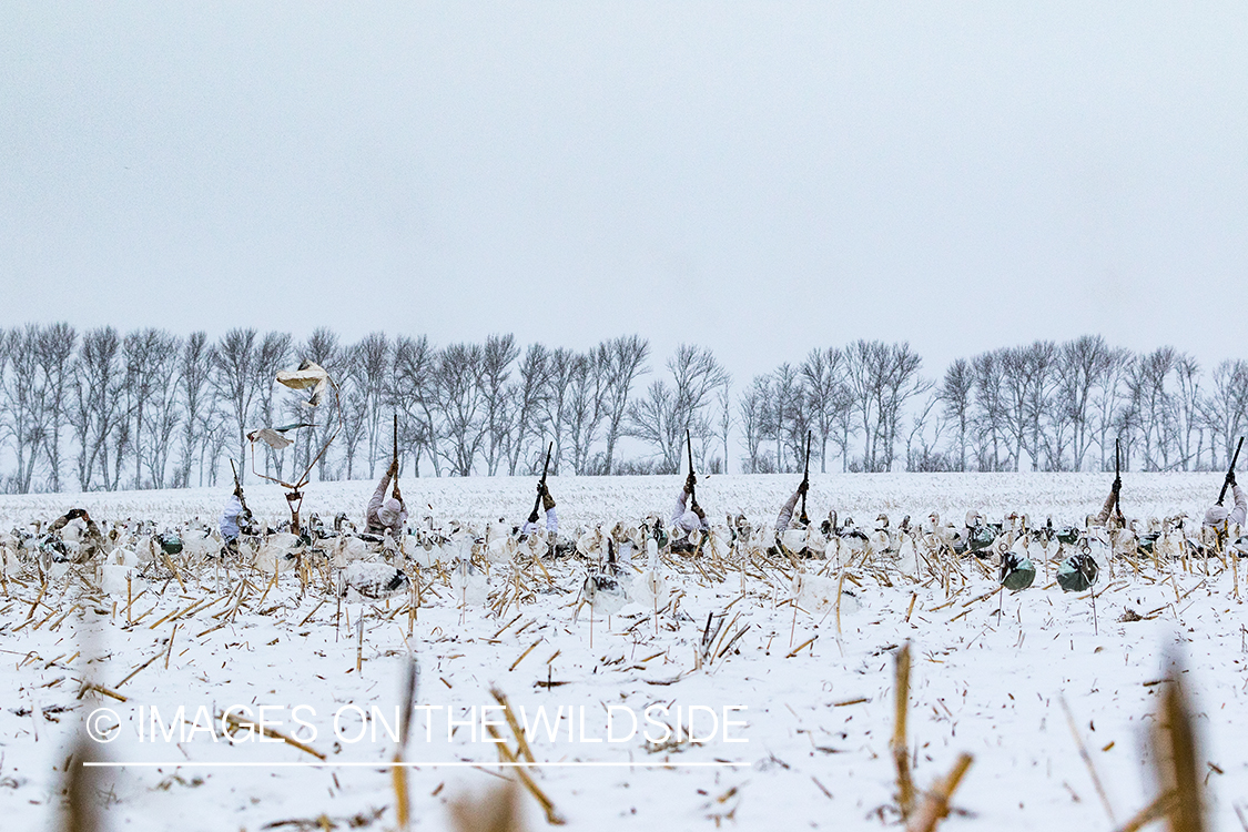 Hunters shooting geese.
