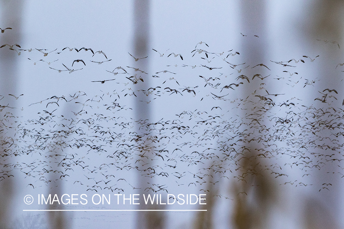 Geese in flight.