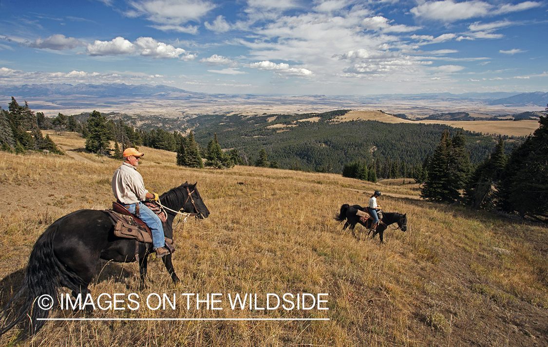 Upland game bird hunters on horseback hunting for Dusky (mountain) grouse. 