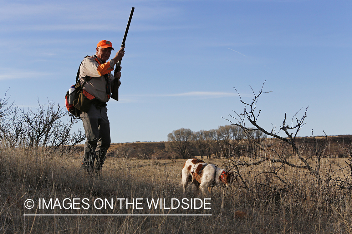 Mearns quail hunting with Brittany Spaniel.