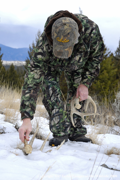 Bowhunter shed hunting