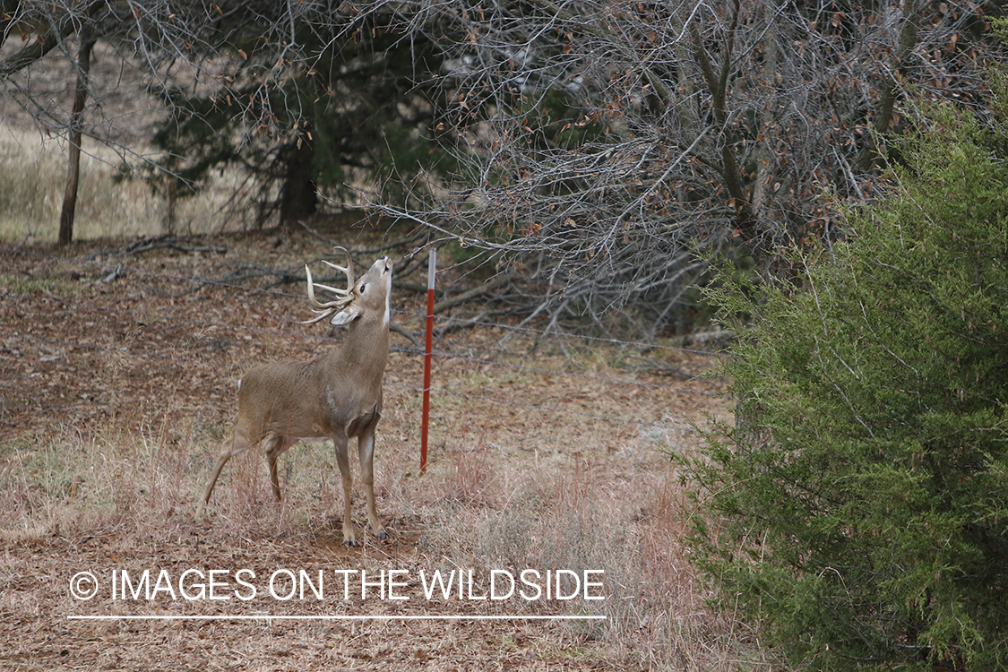 White-tailed buck making scrape.