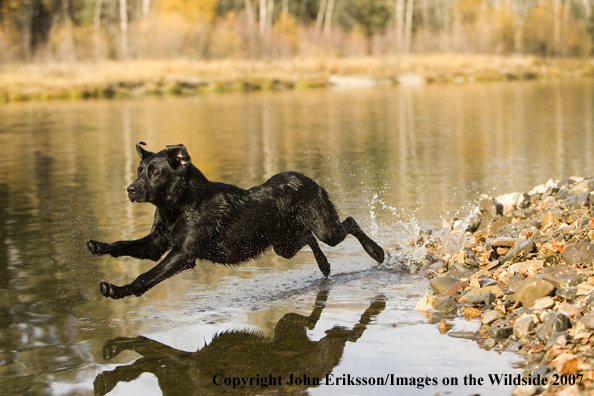 Black Labrador Retriever