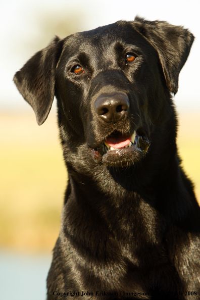 Black Labrador Retriever in field