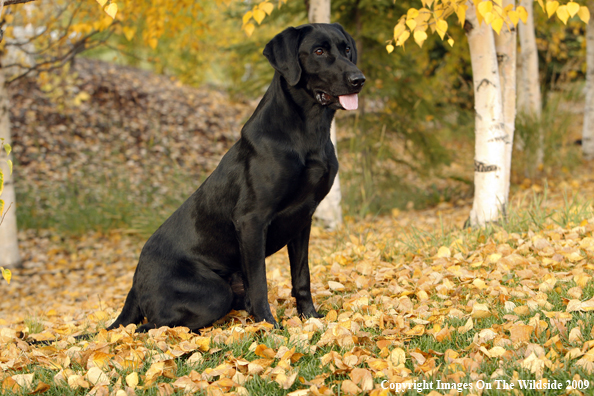 Black Labrador Retriever