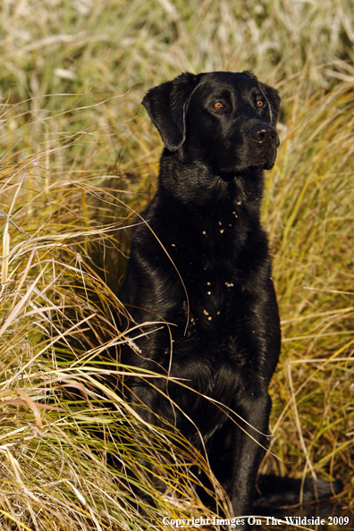 Black Labrador Retriever