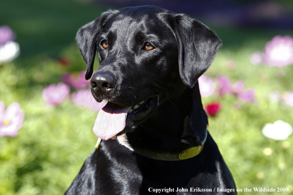 Black Labrador Retriever in field