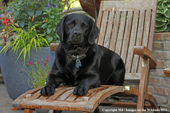 Black Labrador Retriever.