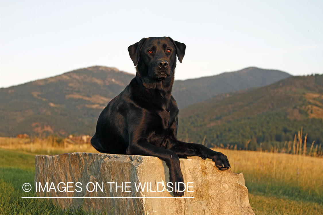 Black Labrador Retriever