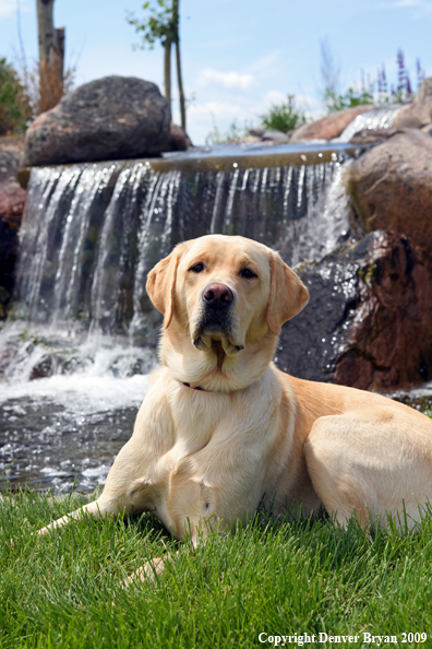 Yellow Labrador Retriever in yard by waterfall