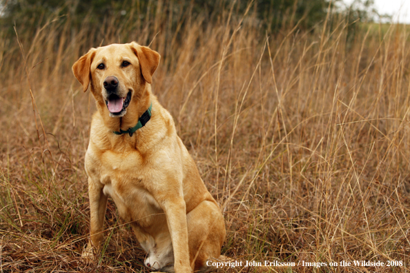 Yellow Labrador Retriever in field