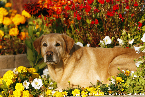 Yellow Labrador Retriever