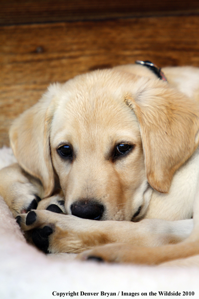 Yellow Labrador Retriever Puppy on bed