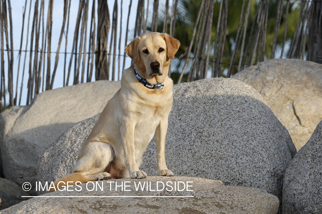 Yellow lab sitting on rocks.