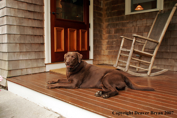 Chocolate Labrador Retriever