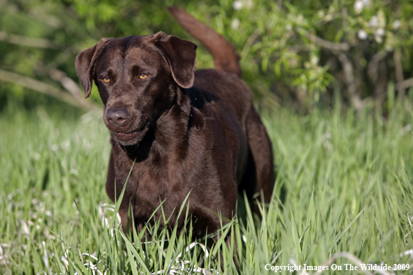 Chocolate Labrador Retriever in field