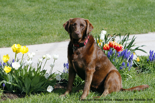 Chocolate Labrador Retriever