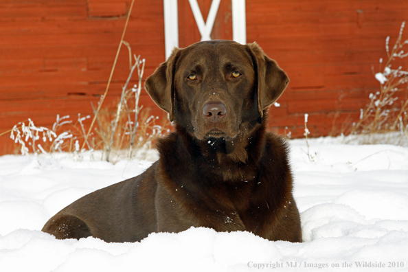 Chocolate Labrador Retriever