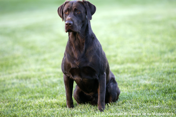 Chocolate Labrador Retriever.