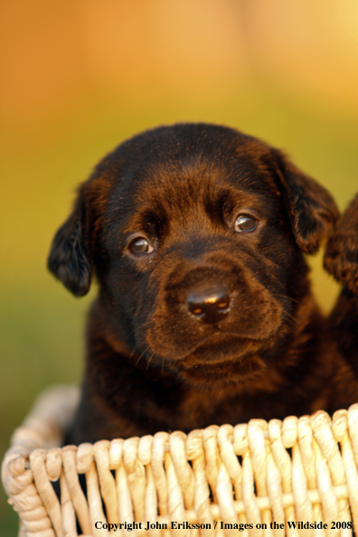 Black Labrador Retriever pup