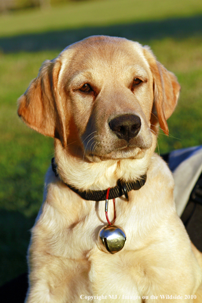 Yellow Labrador Retriever puppy