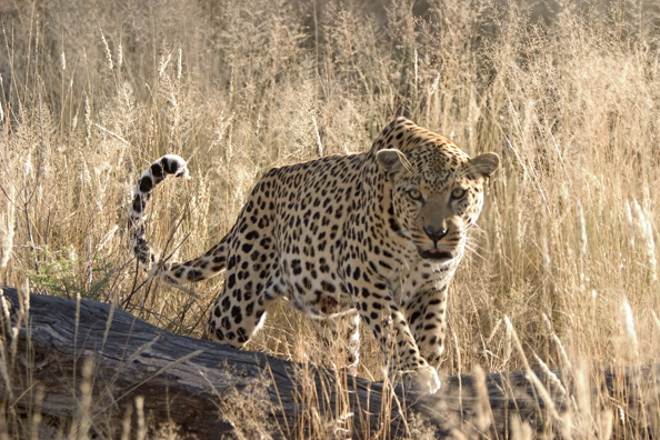 Leopard in habitat. Africa