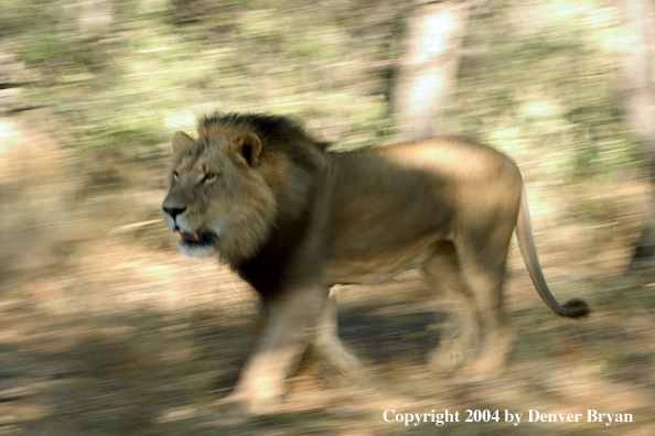 Male African lion running. Africa