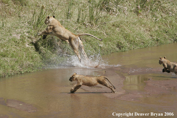 African lioness with cubs