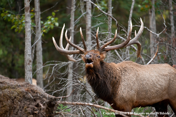 Rocky mountain elk in habitat.